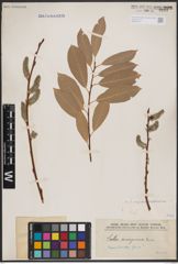 Foto von Salix caprea L. x Salix daphnoides Vill.